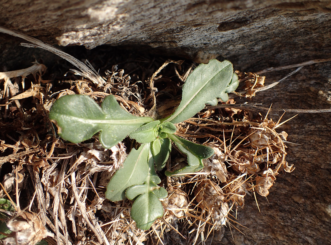 Image of Centaurea raphanina ssp. mixta specimen.