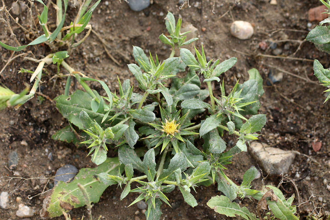 Изображение особи Cousinia prolifera.