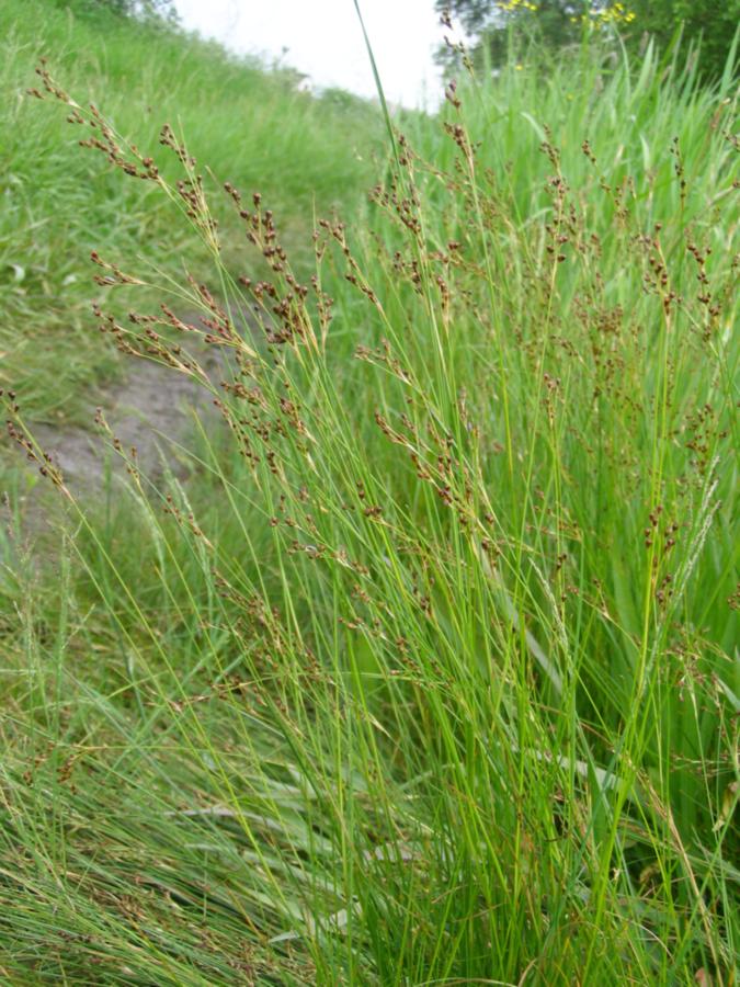 Image of Juncus gerardi specimen.