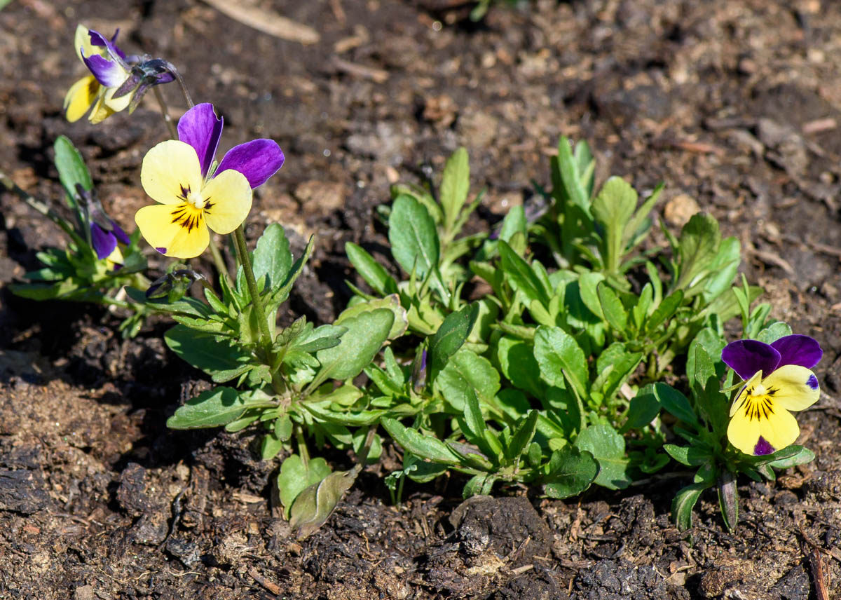 Изображение особи Viola tricolor.