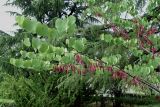 Cercis siliquastrum. Ветвь обильно плодоносящего дерева. Краснодарский край, г. Сочи, Адлер, в культуре. 06.06.2007.