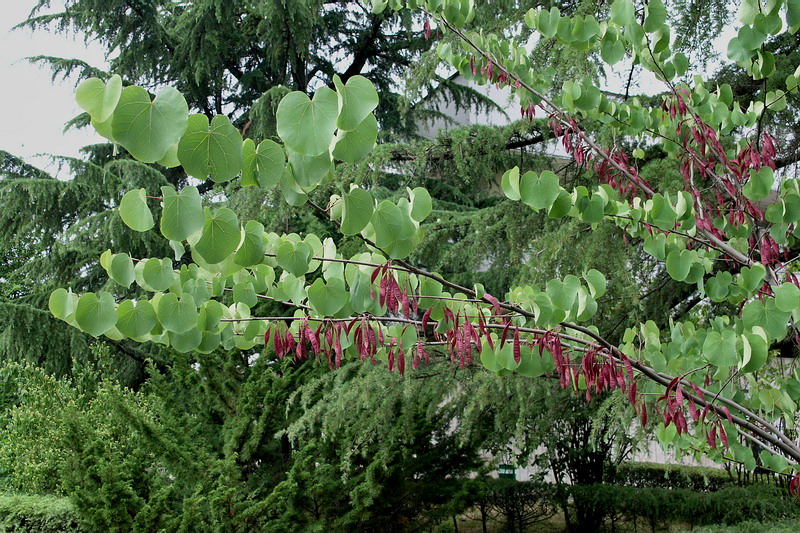 Image of Cercis siliquastrum specimen.