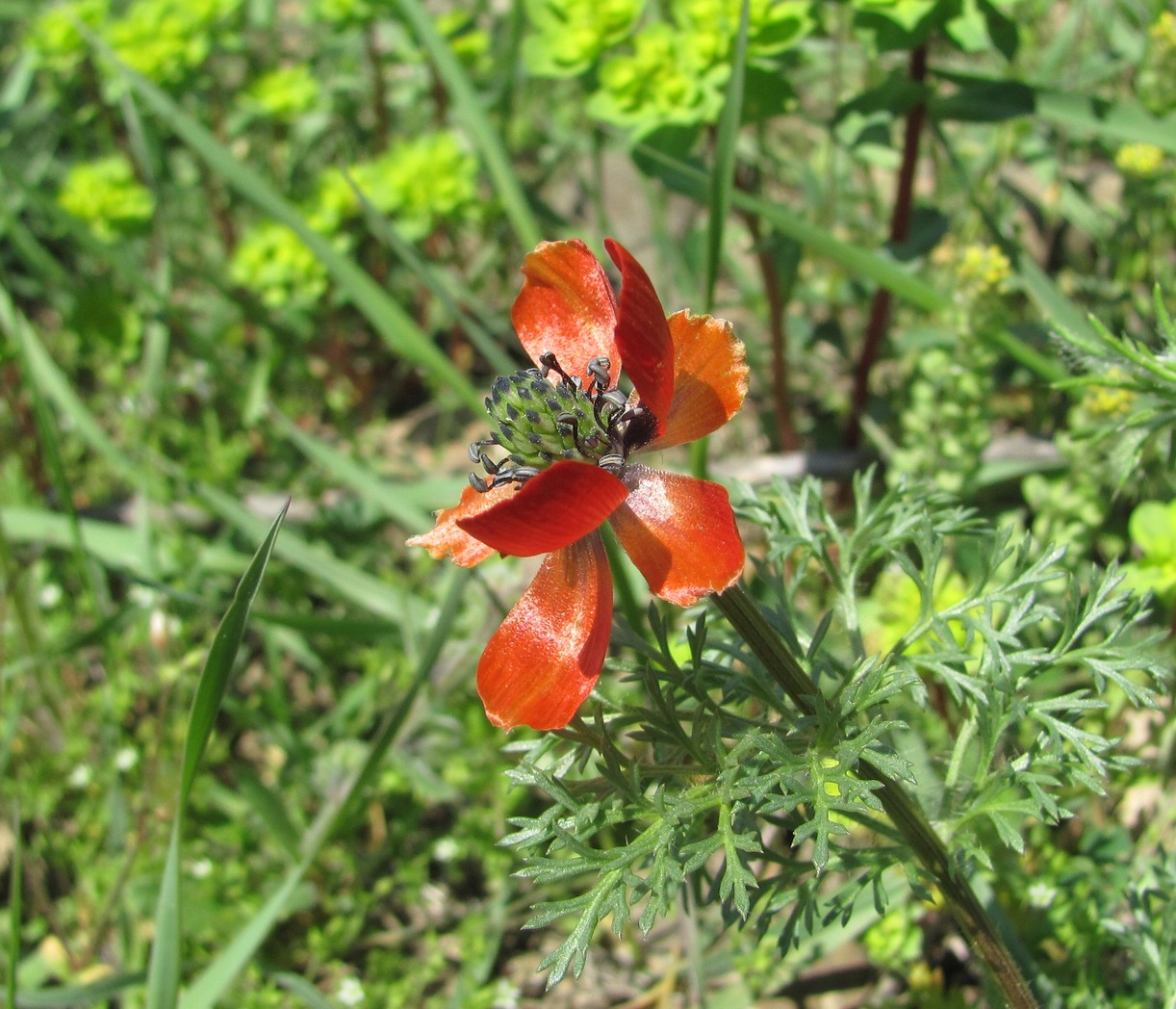 Image of Adonis aestivalis specimen.