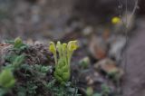 Scutellaria orientalis