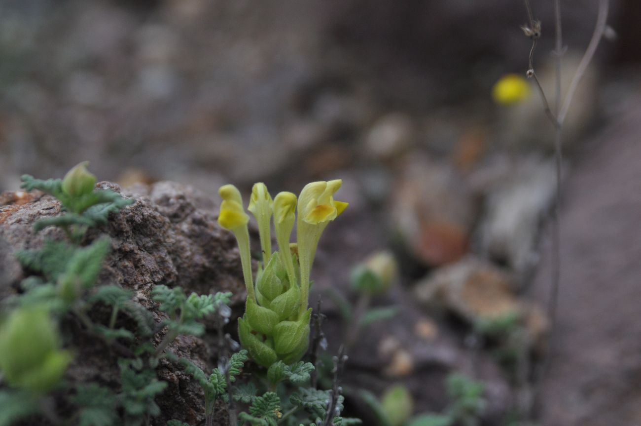 Изображение особи Scutellaria orientalis.