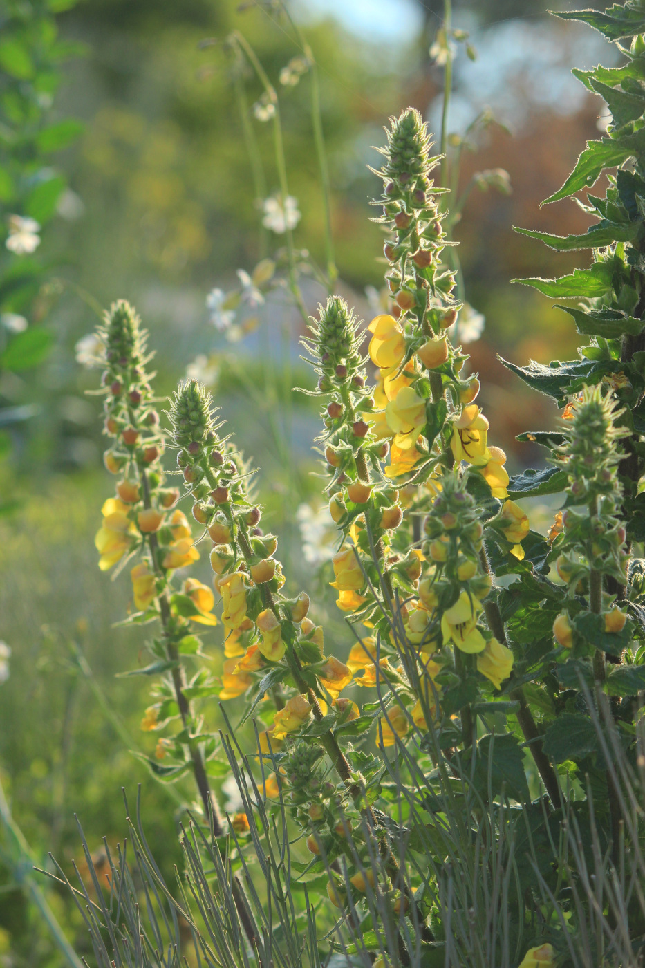 Image of Verbascum spectabile specimen.