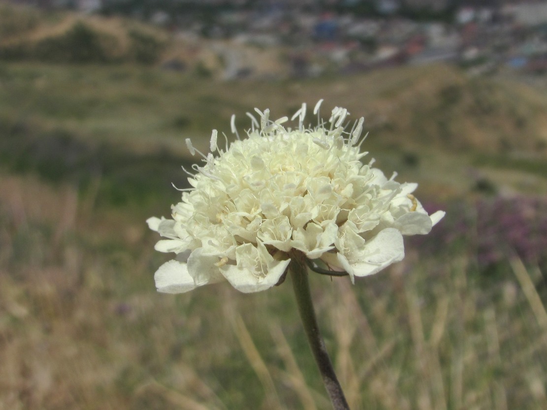 Image of Scabiosa ochroleuca specimen.