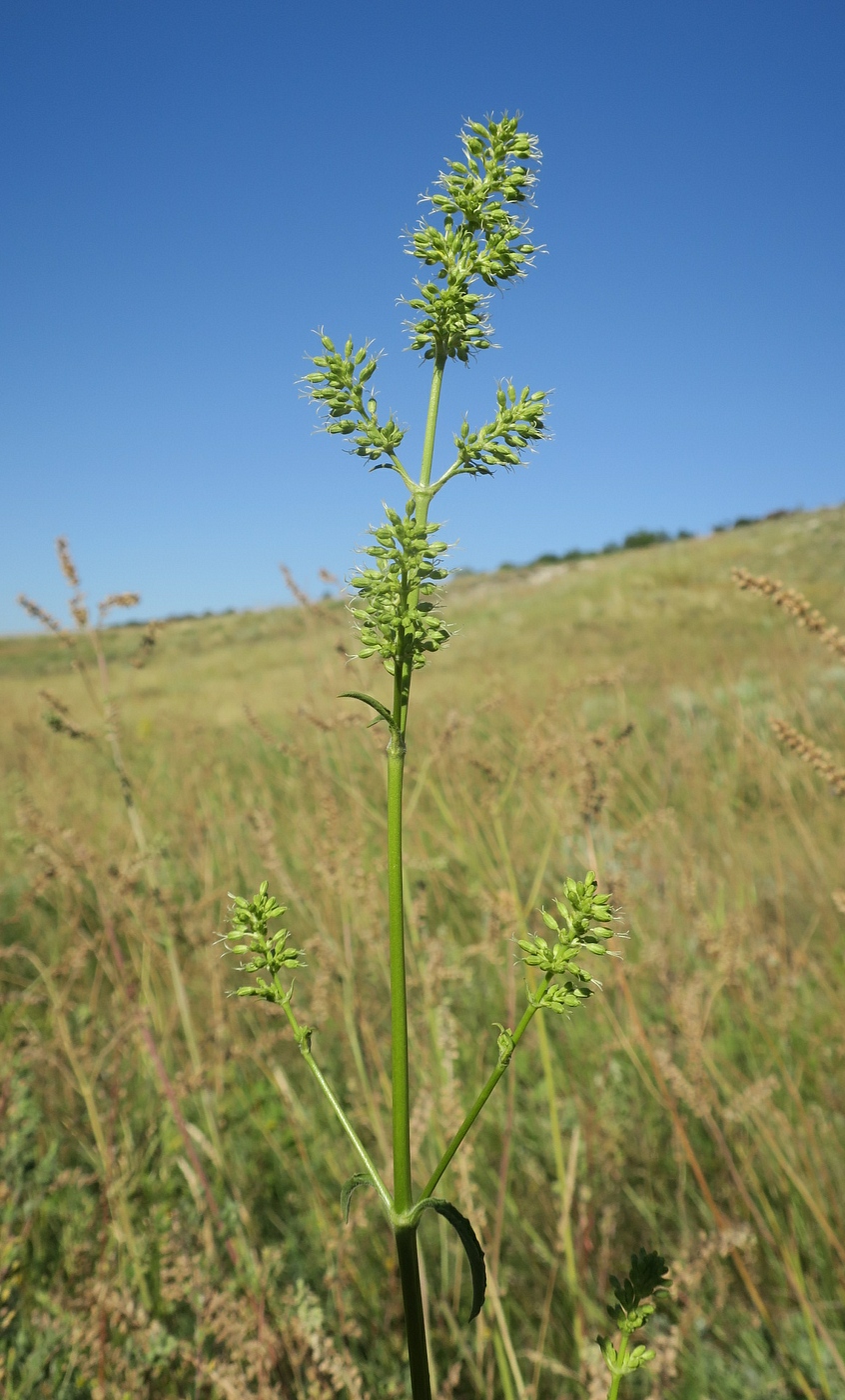 Image of Silene donetzica specimen.