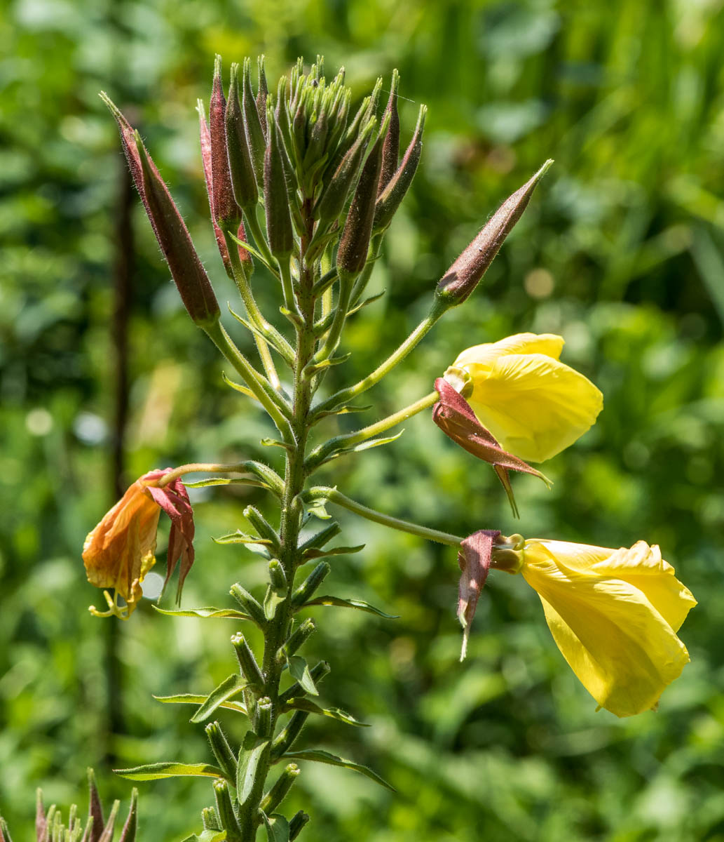 Изображение особи Oenothera glazioviana.