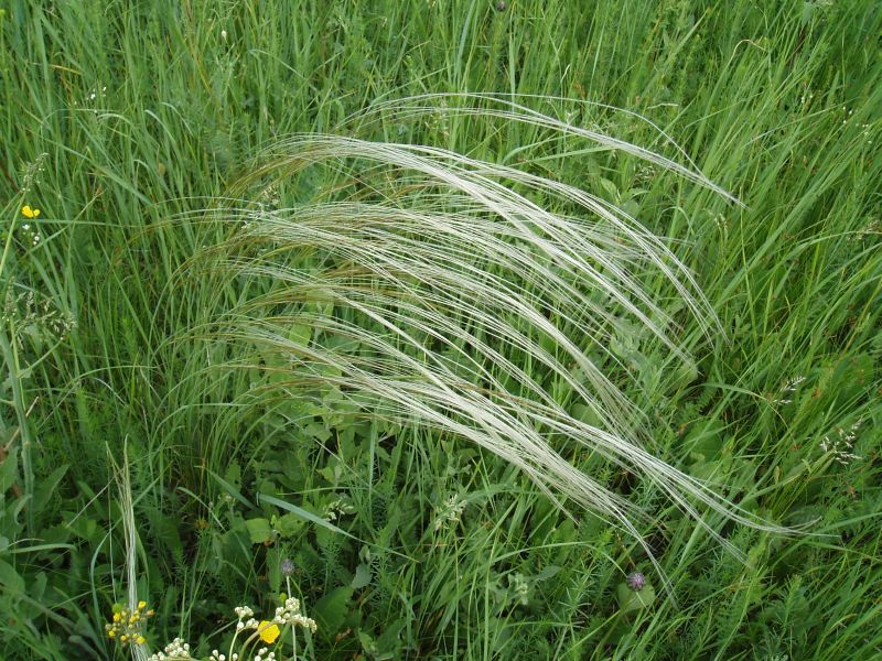 Изображение особи Stipa pennata.