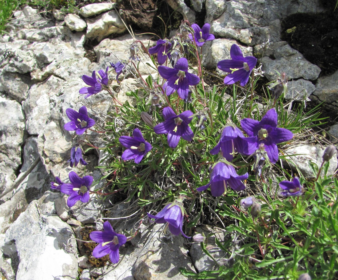 Изображение особи Campanula argunensis.