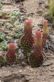 Orostachys spinosa. Растения с развивающимися цветоносами. Иркутская обл., Ольхонский р-н, окр. с. Сахюрта, Тутайский залив оз. Байкал, береговой склон, степь. 13.07.2019.