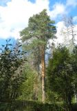 Pinus sylvestris. Взрослое дерево. Московская обл., Шатурский р-н, в лесу, к северу от дороги к ж. д. ст. Пожога, в 1,6 км к юго-востоку от дер. Кузнецы. 05.09.2014.