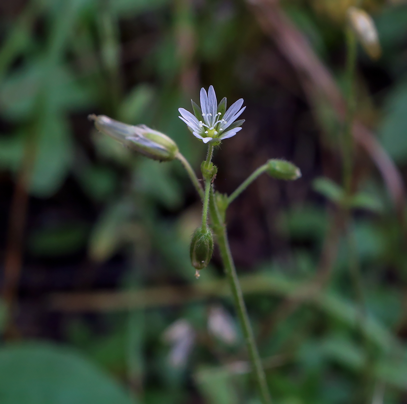 Изображение особи Cerastium holosteoides.