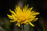 Crepis rhoeadifolia