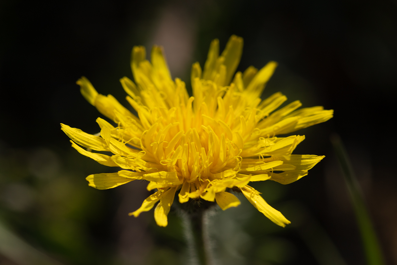 Изображение особи Crepis rhoeadifolia.