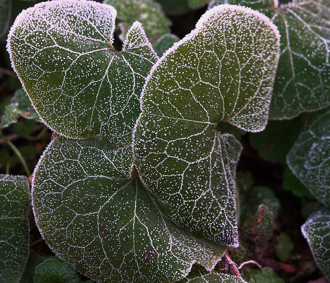 Image of Asarum europaeum specimen.