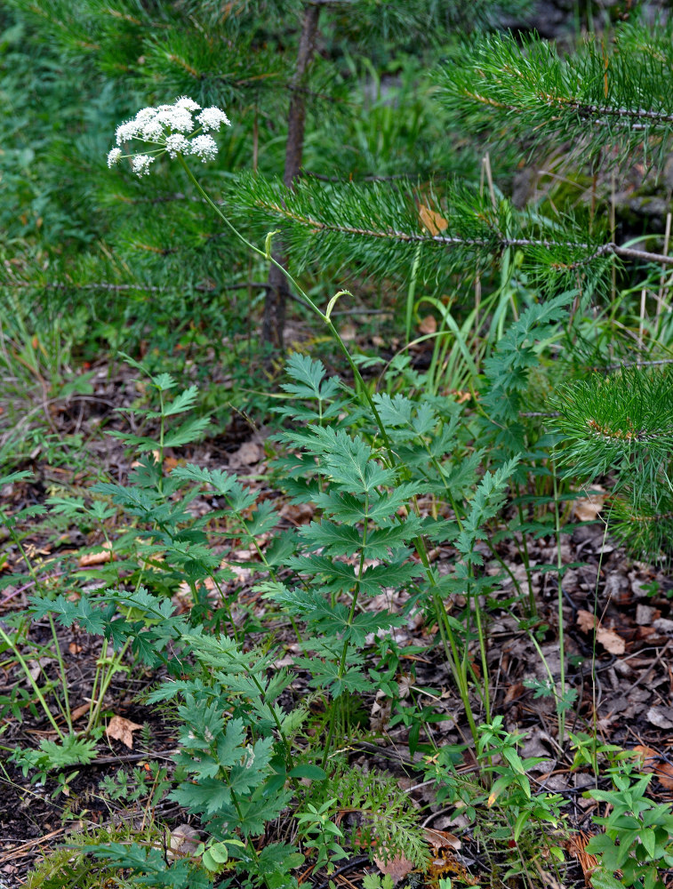 Image of Pimpinella saxifraga specimen.