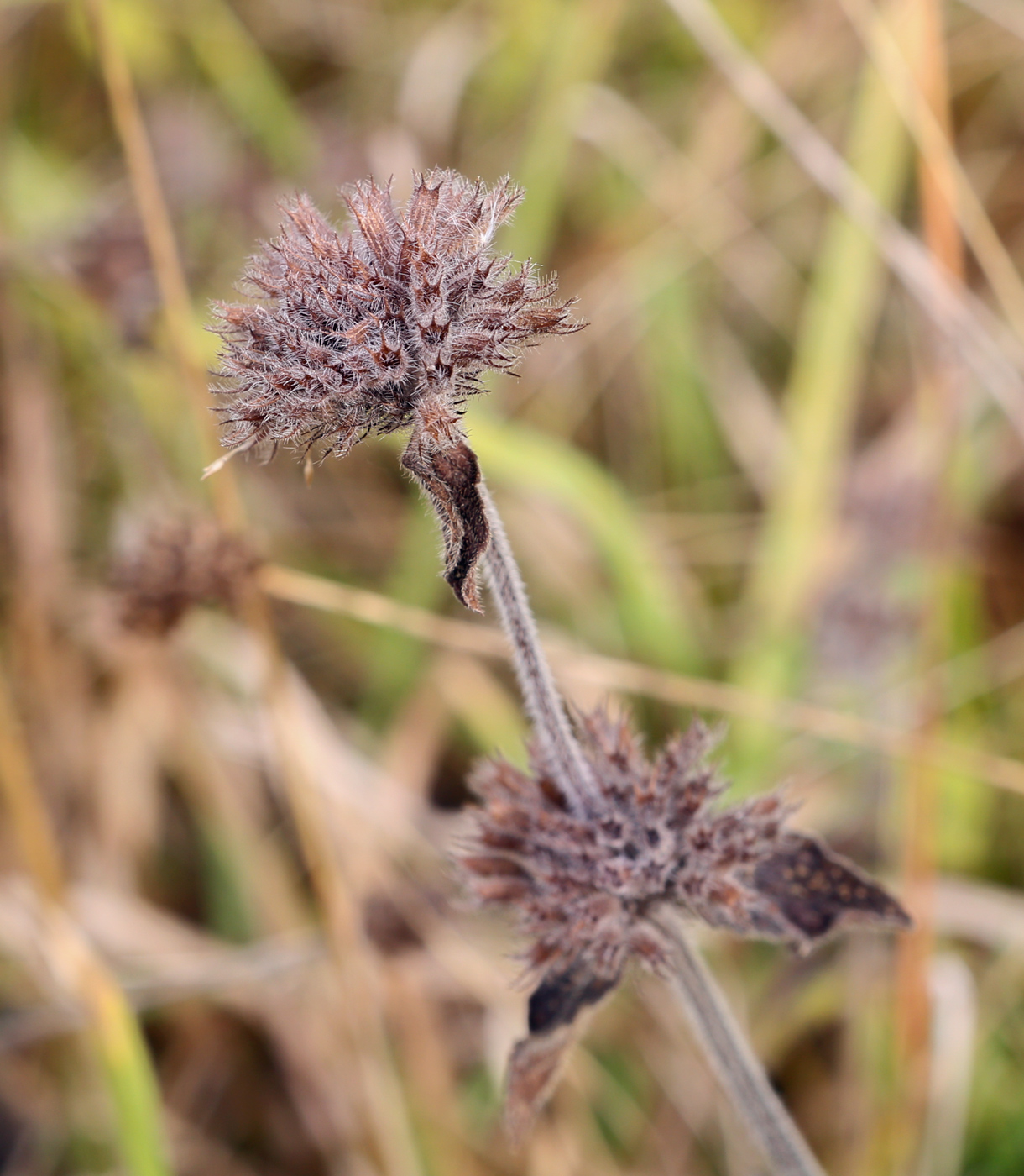 Image of Clinopodium vulgare specimen.