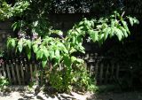 Phytolacca americana