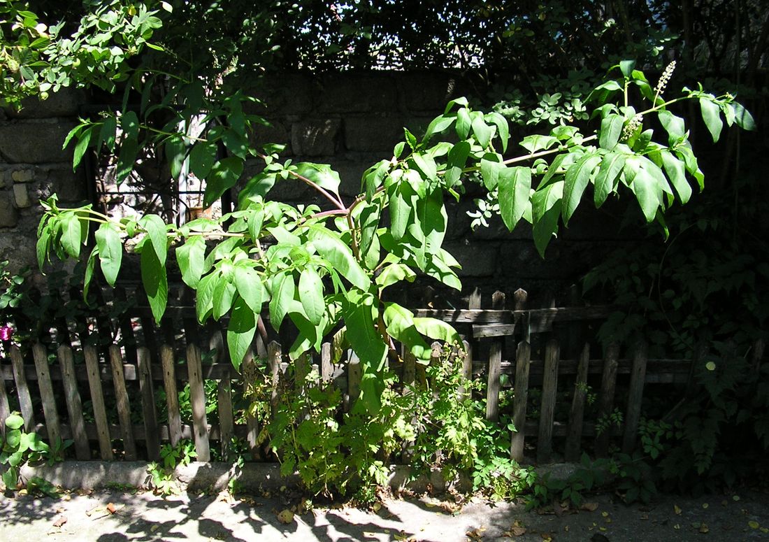 Image of Phytolacca americana specimen.