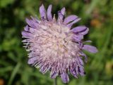 Knautia arvensis. Отцветающее соцветие. Московская обл., Талдомский р-н, смешанный лес, обочина лесной грунтовой дороги. 25.06.2019.