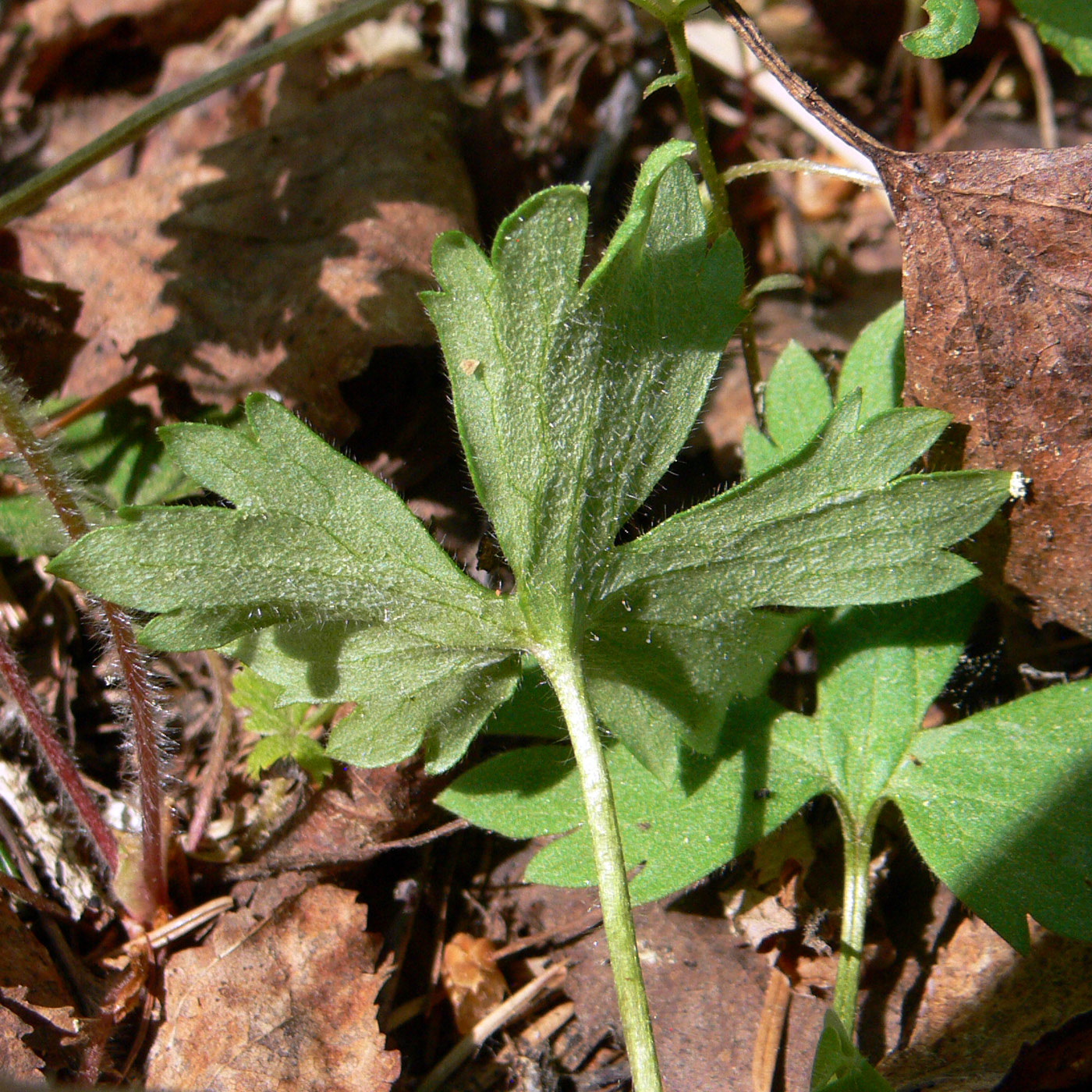 Image of Ranunculus subborealis specimen.