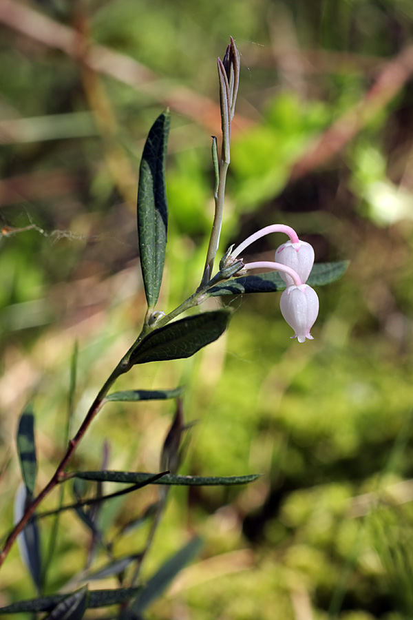 Изображение особи Andromeda polifolia.