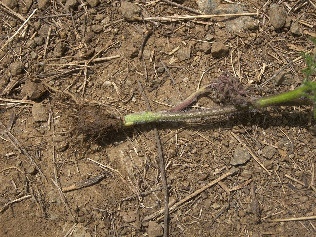 Image of Chaerophyllum crinitum specimen.