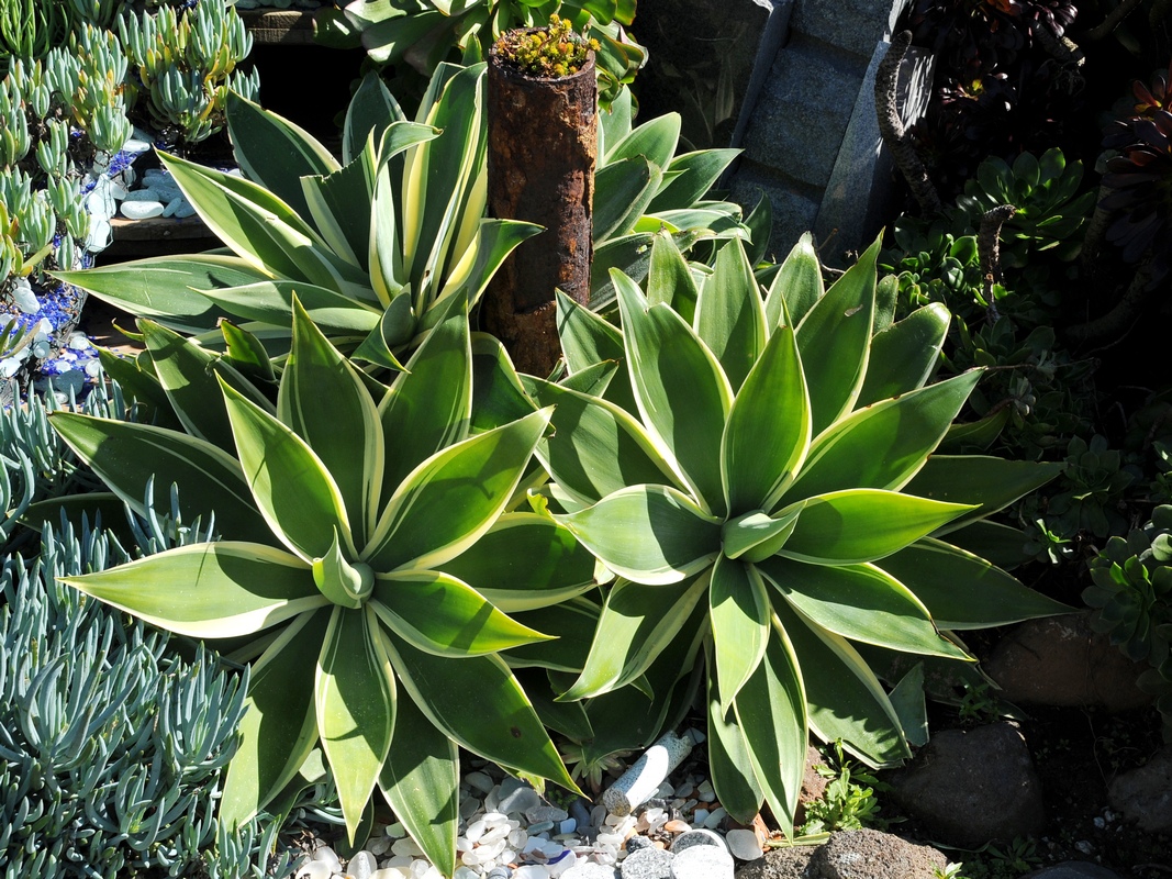 Изображение особи Agave attenuata.