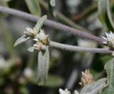 Alternanthera halimifolia