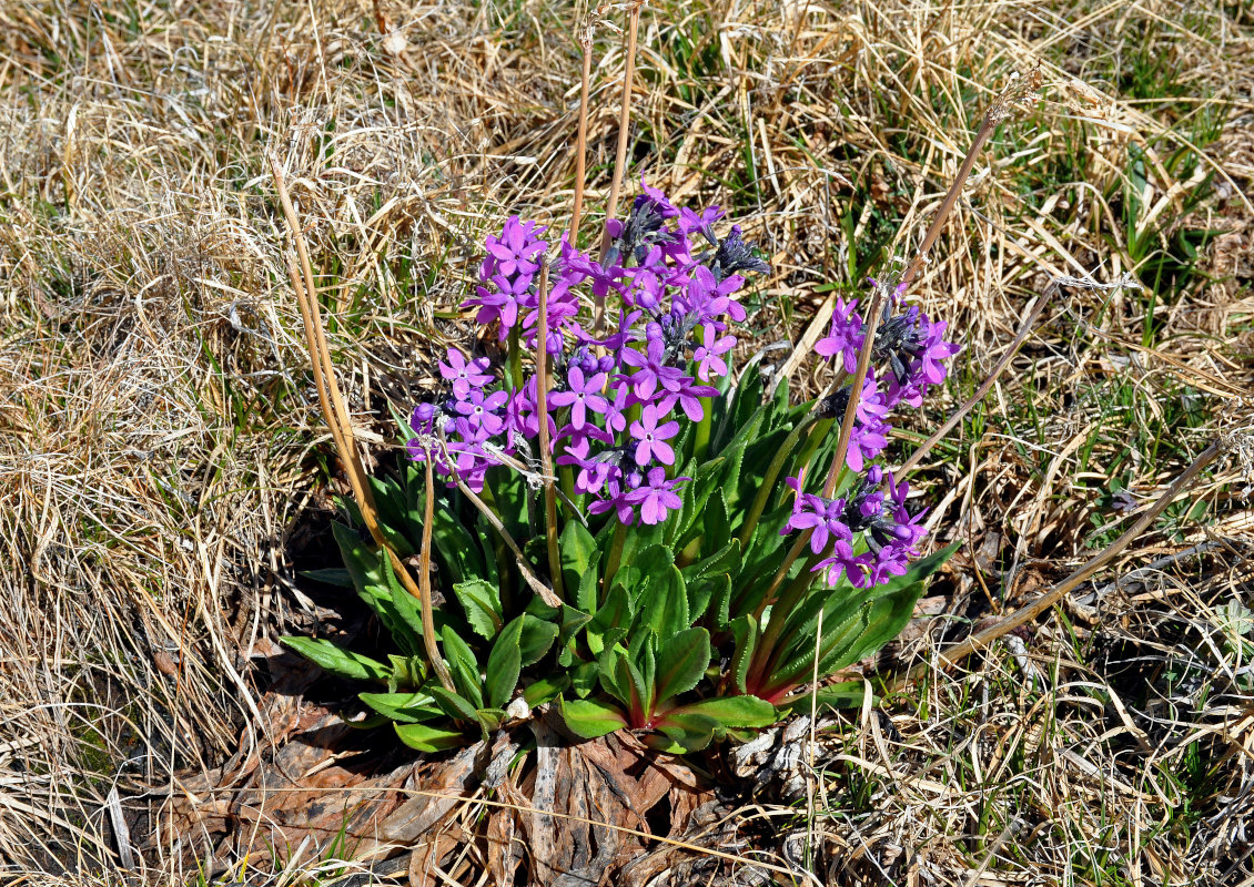 Image of Primula nivalis specimen.