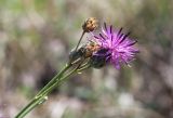 Centaurea adpressa. Соцветие. Саратовская обл., Красноармейский р-н, окр. с. Белогорское, степь. 07.08.2018.