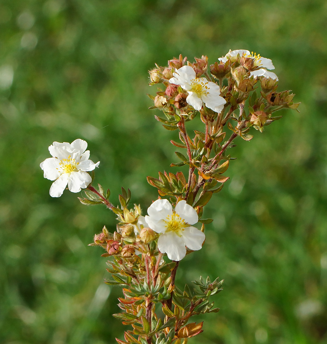 Изображение особи Dasiphora fruticosa.