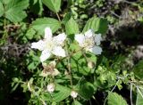 Rubus caesius