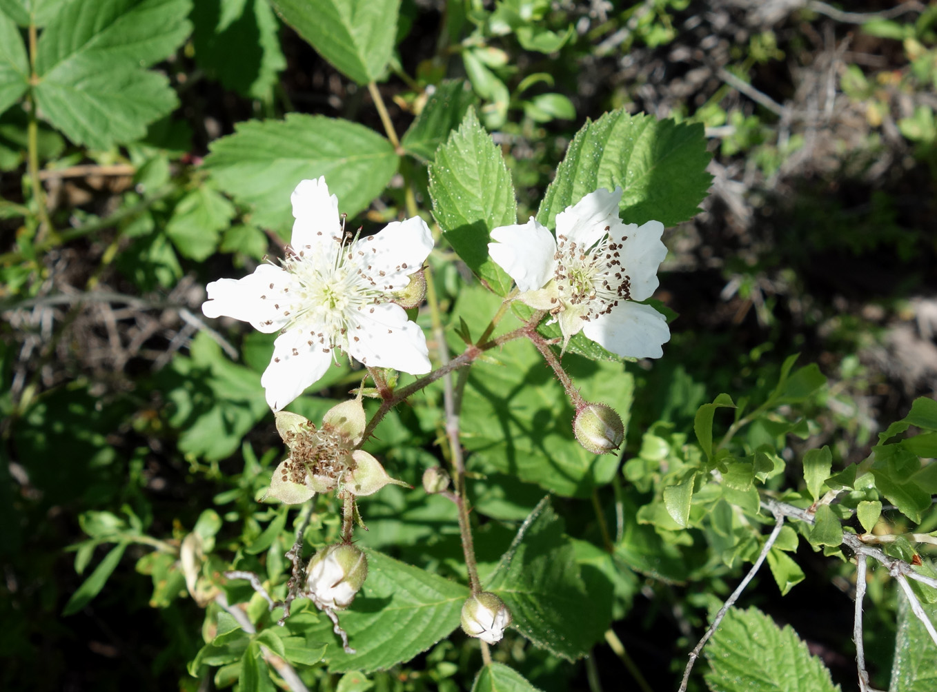 Изображение особи Rubus caesius.