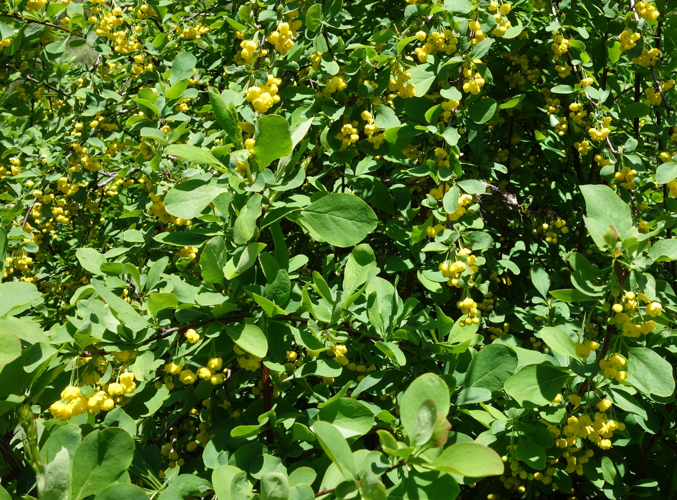 Изображение особи Berberis sphaerocarpa.