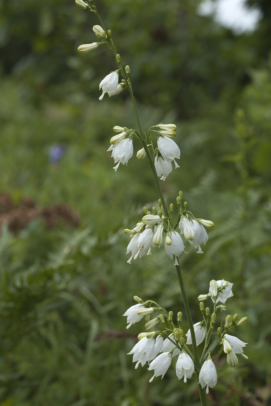 Изображение особи Adenophora triphylla.