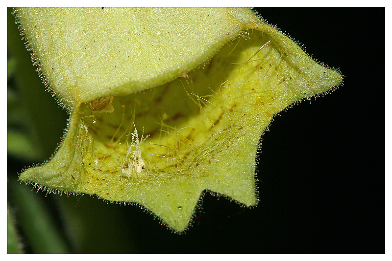 Image of Digitalis grandiflora specimen.