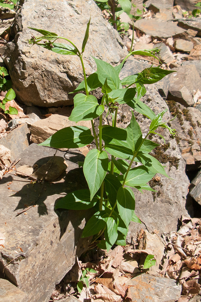 Image of Vincetoxicum scandens specimen.