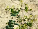 Lepidium perfoliatum