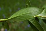 Vinca herbacea