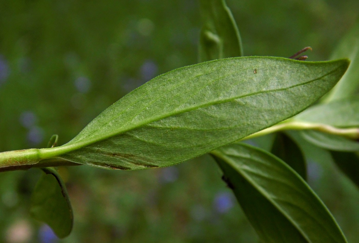 Image of Vinca herbacea specimen.