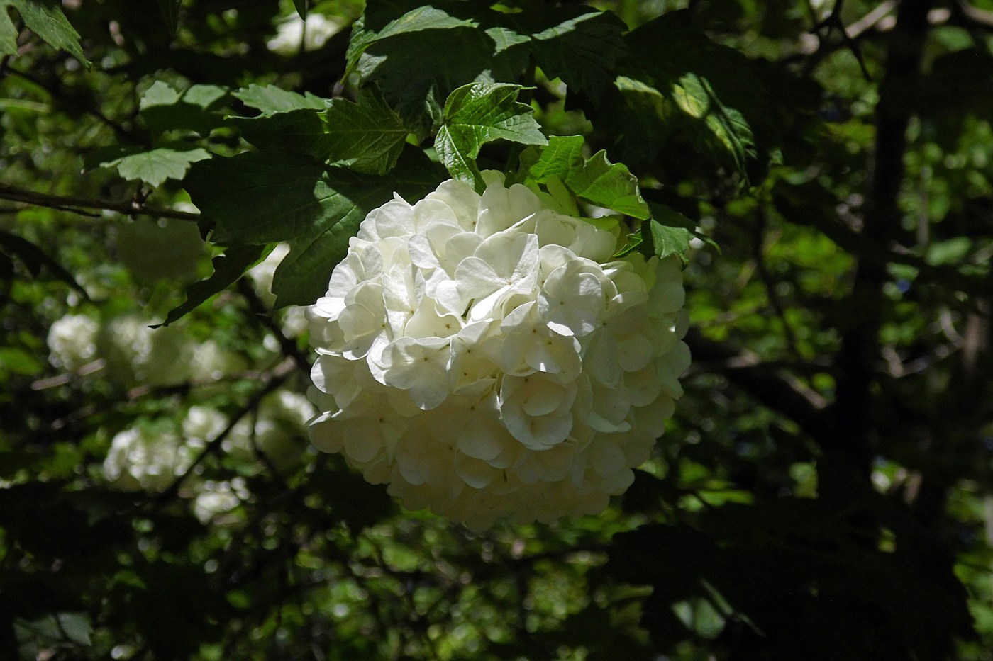 Image of Viburnum opulus f. roseum specimen.