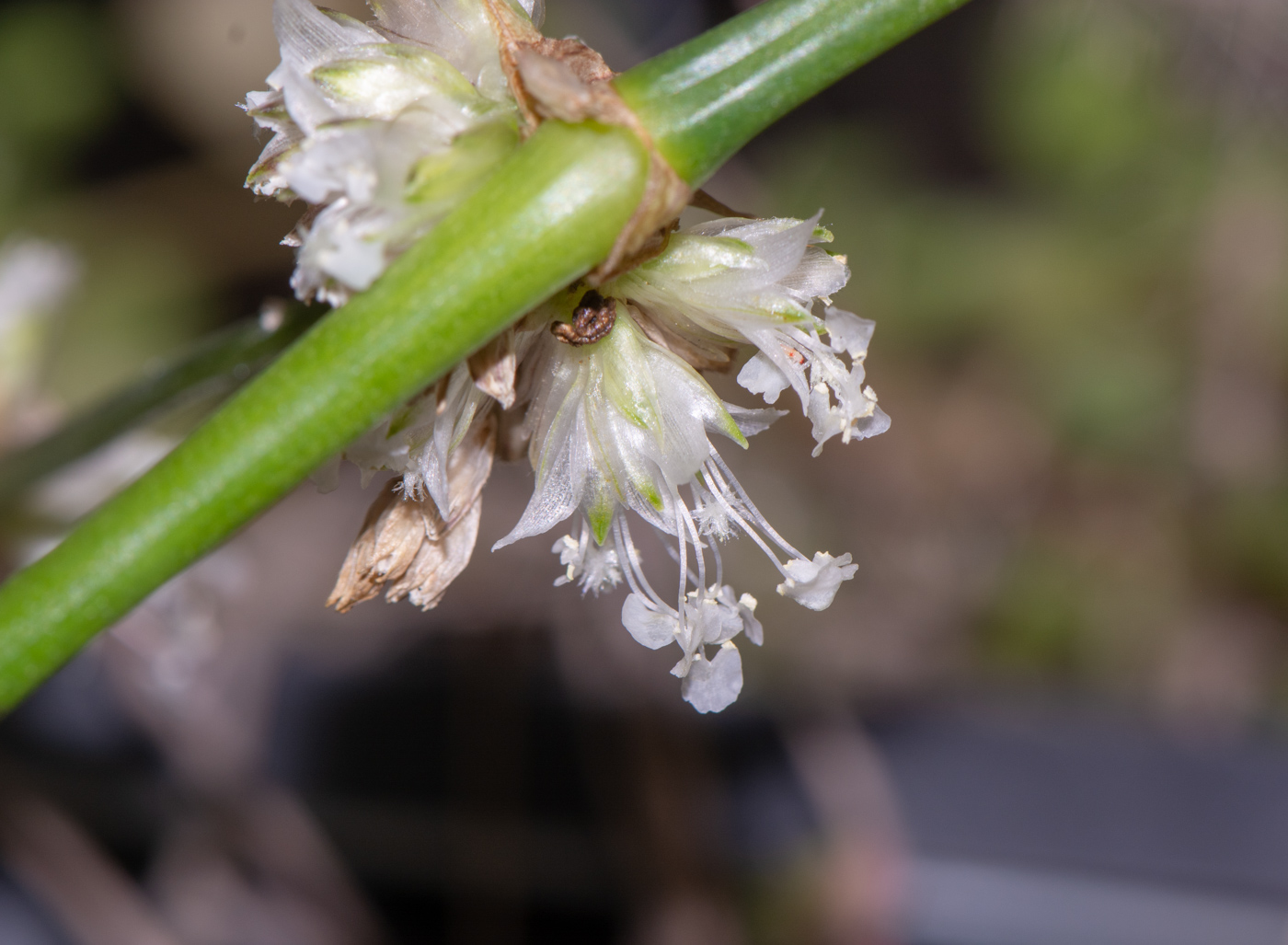 Изображение особи Callisia fragrans.