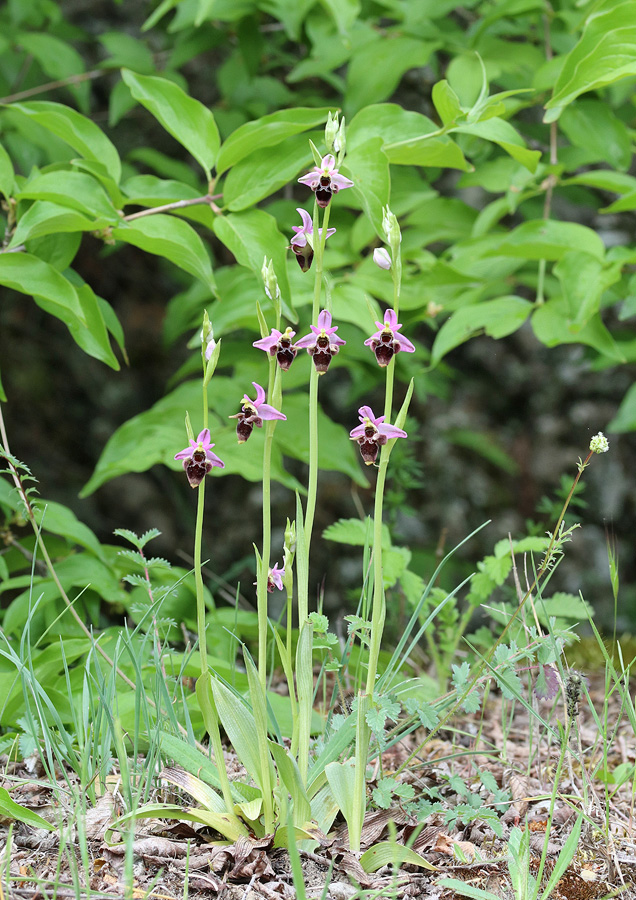 Изображение особи Ophrys oestrifera.