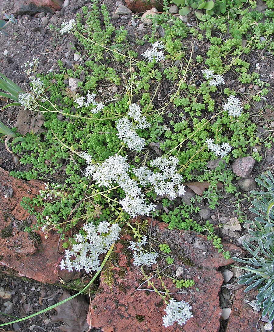 Изображение особи Sedum album.