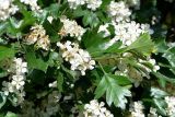 Crataegus monogyna. Побеги с соцветиями. Санкт-Петербург, Кировский р-н, окр. ст. м. «Автово», в культуре. 08.06.2020.