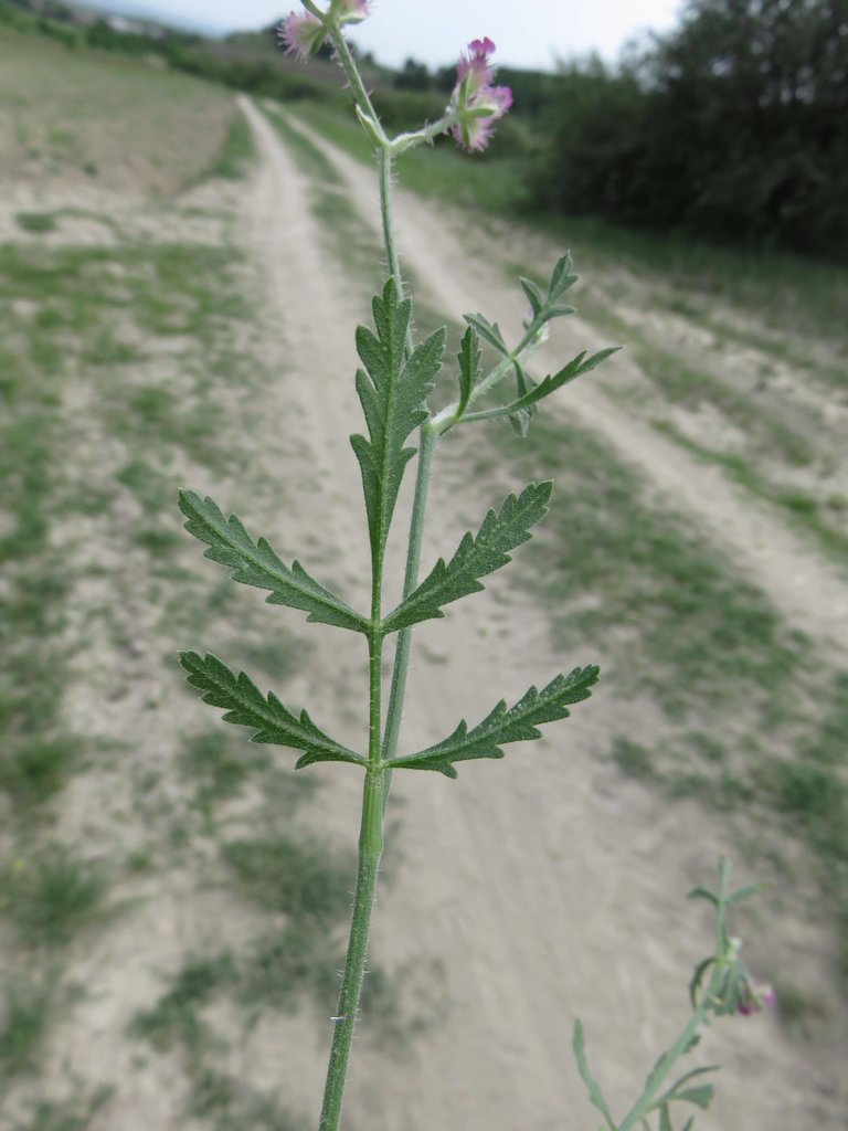 Изображение особи Turgenia latifolia.