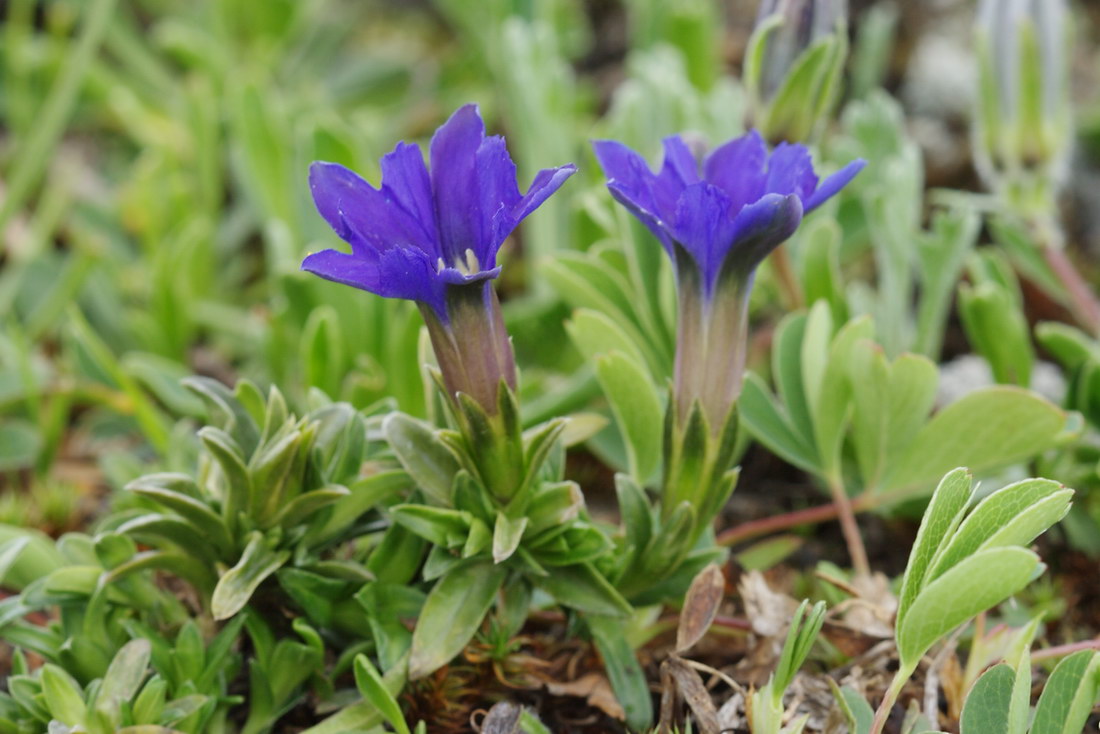 Image of Gentiana dshimilensis specimen.